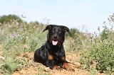 BEAUCERON - PUPPIES 032